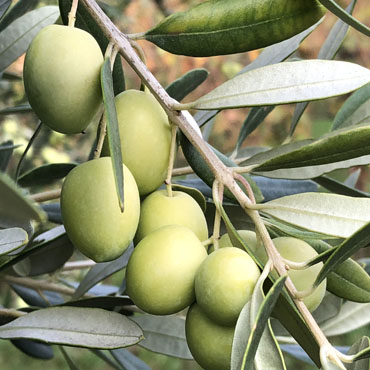 Dettaglio-Olive-1