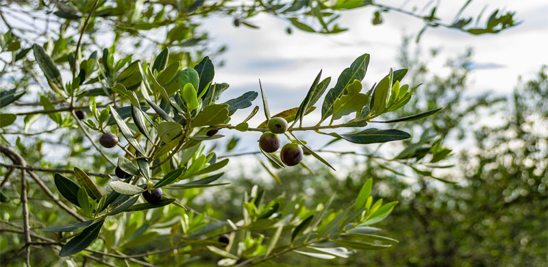 Vista Lago Trasimeno Olive